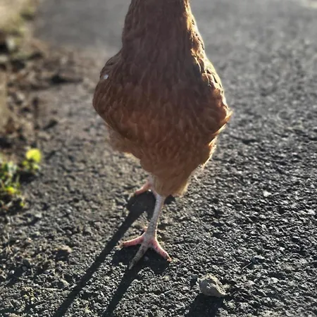 Pansiyon Weingut Pugl *