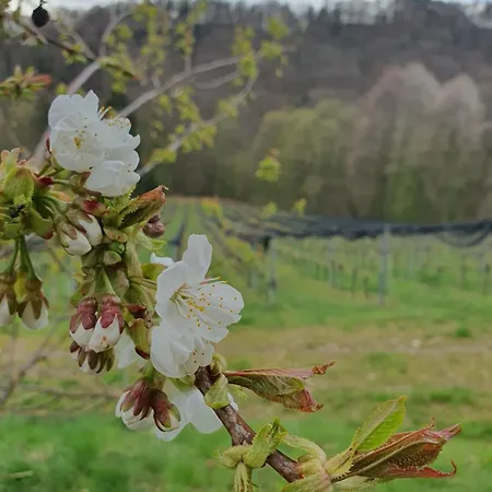 Homestay Weingut Pugl *
