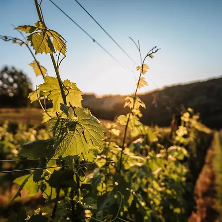 Weingut Pugl