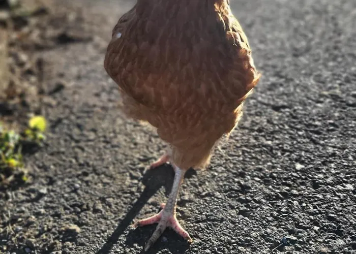 홈스테이 Weingut Pugl *