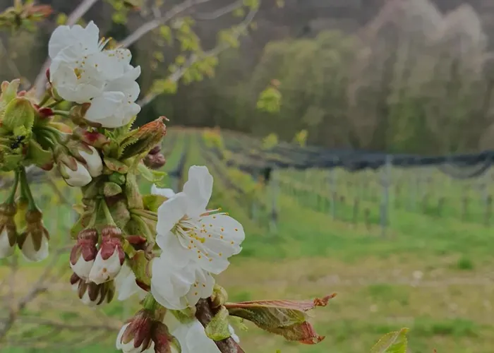 홈스테이 Weingut Pugl *